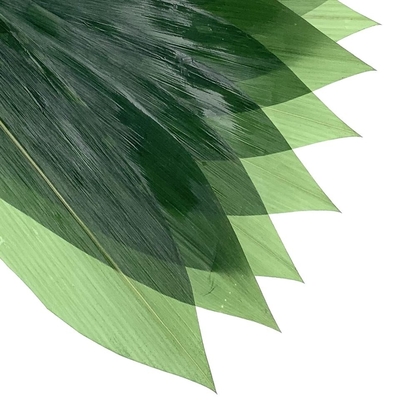 Folhas de bambu frescas Zongye 7.5cm do Sashimi da decoração do sushi