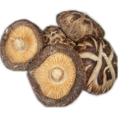 Japonês seco do cogumelo de Shiitake de HACCP 1kg 3kg com bom gosto