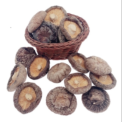 Cultivo seco delicioso típico Cubensis do cogumelo de Shiitake 4cm de Brown