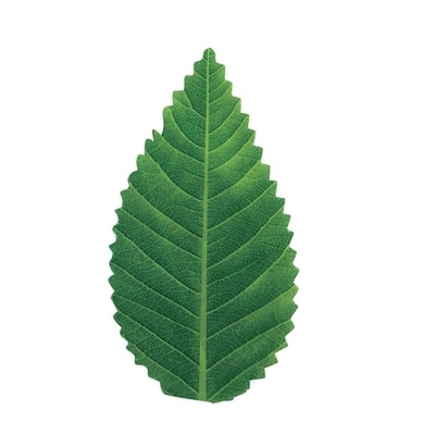 alimento verde da folha de 7.5cm que serve a folha plástica do sushi da decoração das ferramentas