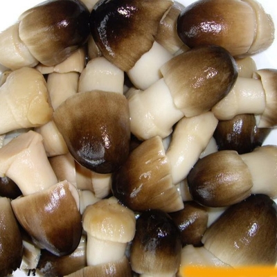 A matéria prima natural fresca enlatou o cogumelo da exploração agrícola dos vegetais de frutos 425g